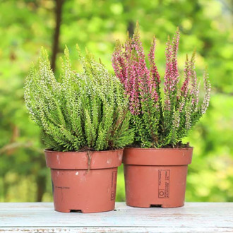 Вереск обыкновенный Twins Girls Атен/Хильда изображение 14