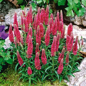 Вероника Инспайер Роуз изображение 13