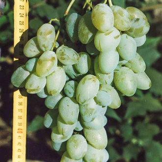 Виноград Белый Гигант изображение 1