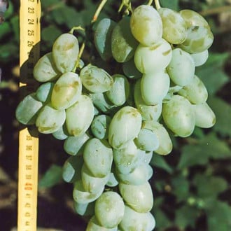 Виноград Белый Гигант изображение 3