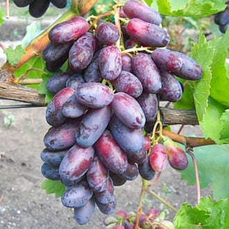 Виноград Изюминка изображение 1