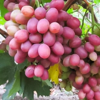 Виноград Рубиновый юбилей изображение 6