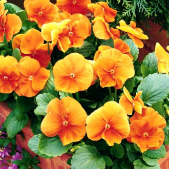 Виола Витторка Динамит оранжевая F1, семена изображение 2