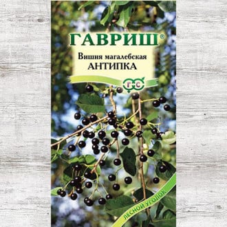 Вишня Антипка (магалебка) Гавриш изображение 17