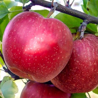 Какую яблоню посадить на даче и не прогадать с урожаем