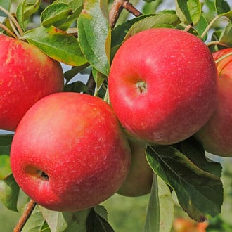 Яблоня Гала изображение 1