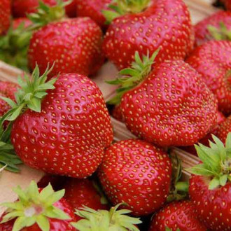 Земляника (крупноплодная) Олимпия изображение 16