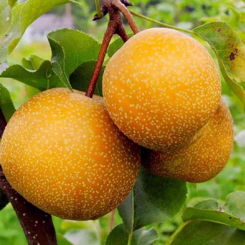 Груша азиатская Секуи изображение 1 артикул 1613