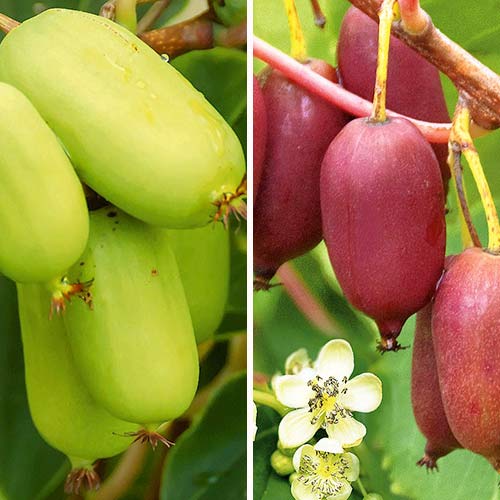 Суперпредложение!  Комплект актинидий (мини-киви) из 4-х саженцев изображение 1 артикул 8434