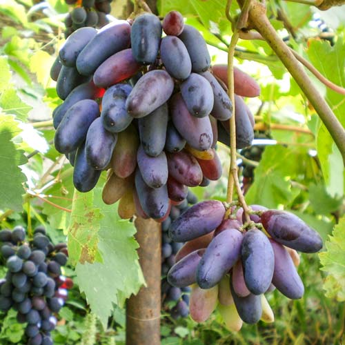 Виноград кишмиш Черный палец (7318): купить саженцы почтой в Беларуси ...