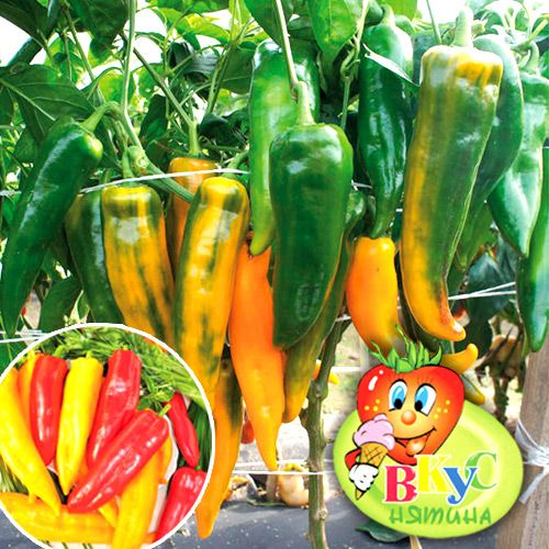 Перец сладкий Бивни мамонта РР F1 , семена изображение 1 артикул 7715