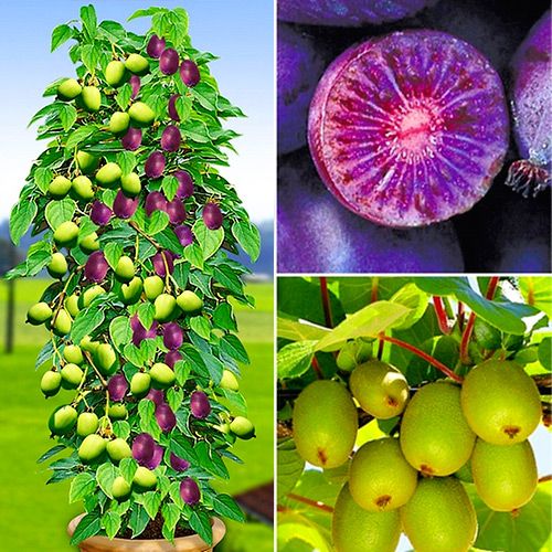 Мини-киви Дуо (Ред Джамбо, Иссаи) изображение 1 артикул 8428