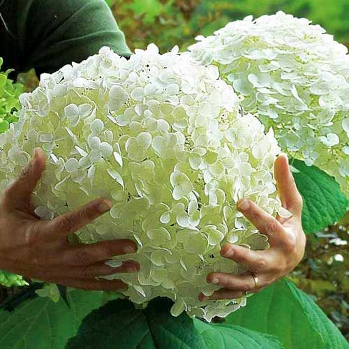 Гортензия Анабель изображение 1 артикул 01031