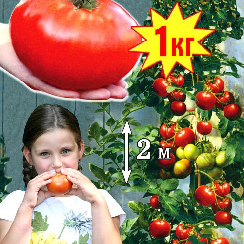 Томат Чудо рынка F1, семена  изображение 1 артикул 5946
