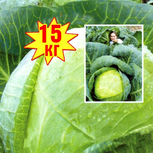 Капуста белокочанная РР, семена артикул фото 1 Капуста белокочанная РР, семена изображение 1 артикул 7702