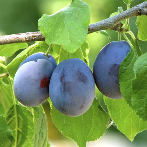 Слива Гросса ди Филисио изображение 1 артикул 9655