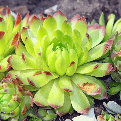 Молодило Липар изображение 1 артикул 01366