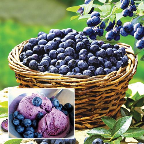 Черника обыкновенная Лесная целительница, семена изображение 1 артикул 33.3198С