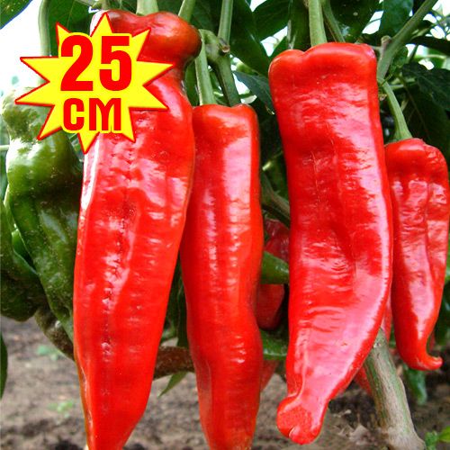 Перец острый PP F1, семена изображение 1 артикул 7709