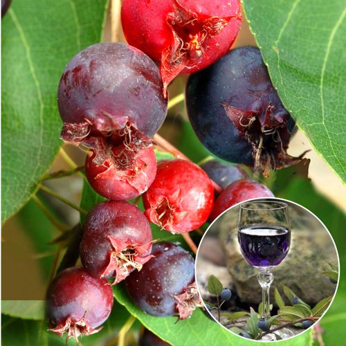 Ирга изображение 1 артикул 5189