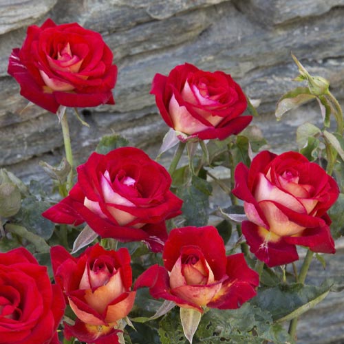 Роза чайно-гибридная Биколетте (Bicolette) изображение 3 артикул 2106