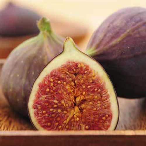 Инжир Брунсвик изображение 1 артикул 5711