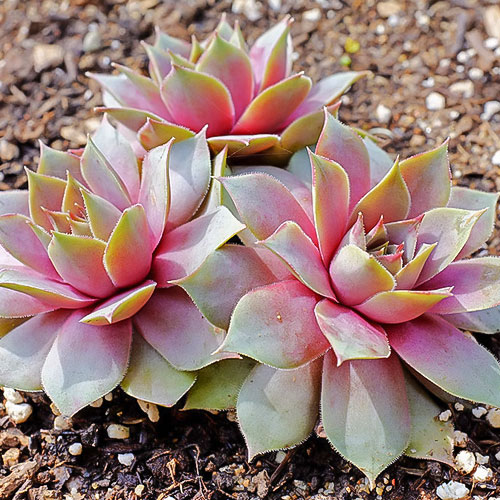 Молодило Юлия изображение 1 артикул 01379