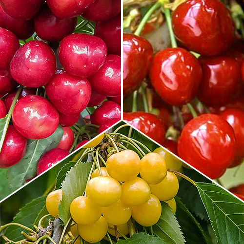 Комплект черешни Трио из 3 саженцев изображение 1 артикул 7479