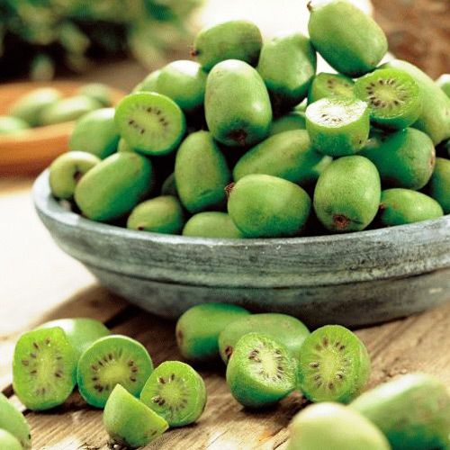 Мини-киви (актинидия) изображение 1 артикул 8423