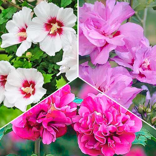 Комплект гибискусов Трио из 3 саженцев изображение 1 артикул 5636