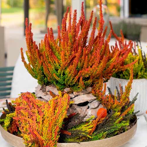 Вереск обыкновенный Twins Франка/Хелена изображение 1 артикул 5898