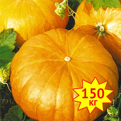 Тыква РР F1, семена изображение 1 артикул 7718
