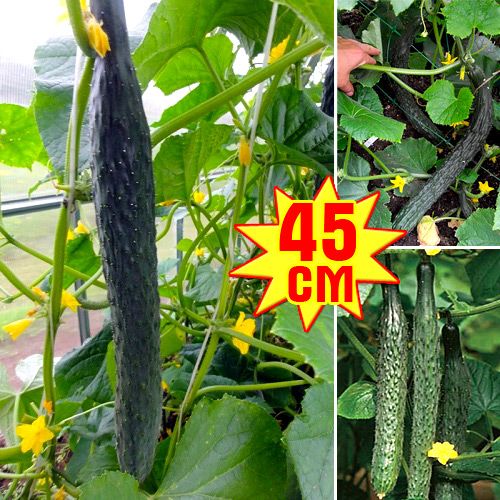 Огурец  XXL РР F1, семена изображение 1 артикул 7707