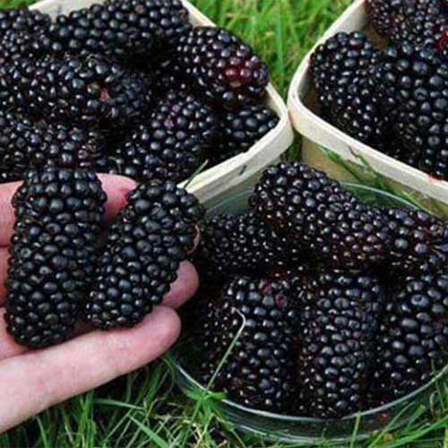 Шелковица черная Крупноплодная изображение 1 артикул 5713