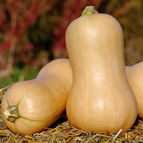 Тыква Ананасная F1, семена изображение 1 артикул 80454С