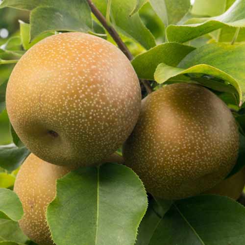 Груша-яблоко китайская Нэши изображение 1 артикул 9653