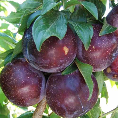 Слива Бербанк Гигант изображение 1 артикул 9656