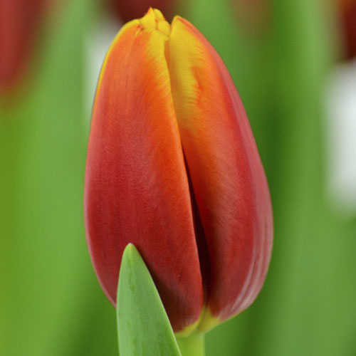 Тюльпан Триумф Андре Ситроен изображение 1 артикул 67898