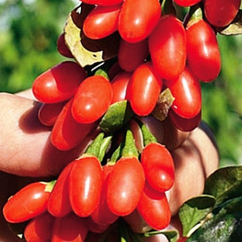 Ягоды Годжи, семена изображение 1 артикул 5966