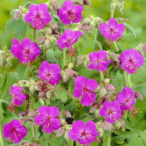 Герань балканская изображение 1 артикул 01325