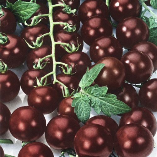 Томат Блэк черри, семена изображение 1 артикул 20.2080