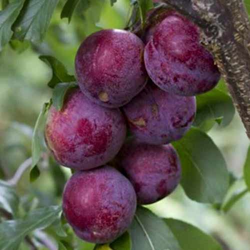 Слива-алыча Анжелино изображение 1 артикул 9654