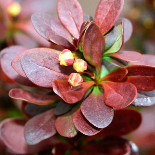 Барбарис тунберга Хелмонд Пиллар изображение 3 артикул 9559