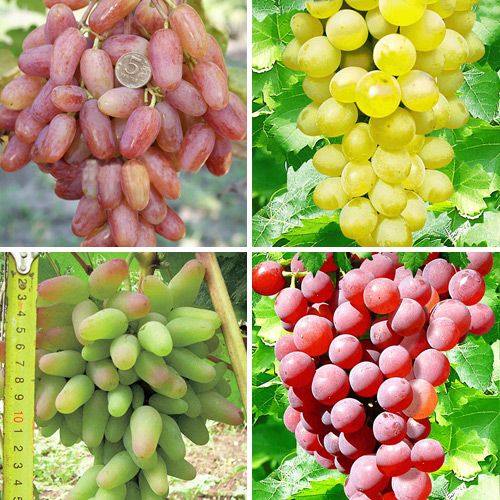 Суперпредложение! Комплект винограда из 4-х саженцев изображение 1 артикул 4050
