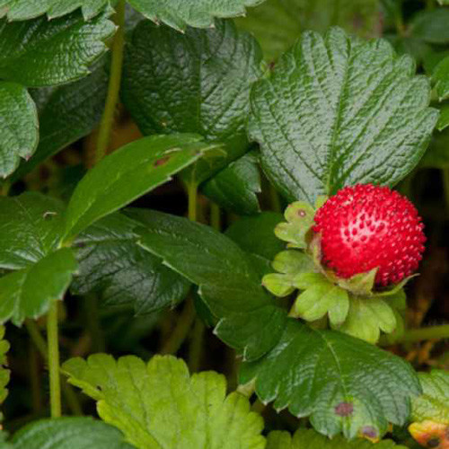 Земляника  Шавал изображение 2 артикул 7213