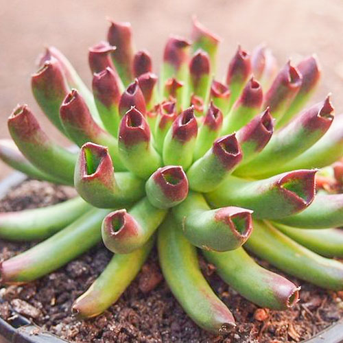 Молодило Оддити изображение 1 артикул 01369