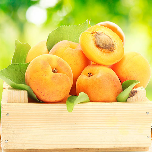 Абрикос Айсберг изображение 1 артикул 7027