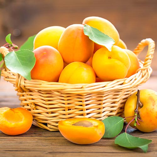 Абрикос Чемпион Севера изображение 1 артикул 7000