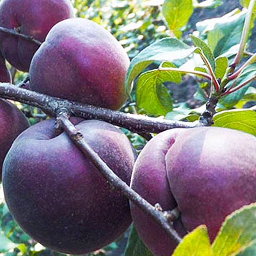 Абрикос черный артикул фото 1 Абрикос черный изображение 1 артикул 8601