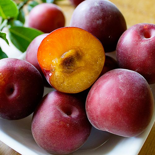 Абрикос Черный Принц изображение 1 артикул 7404